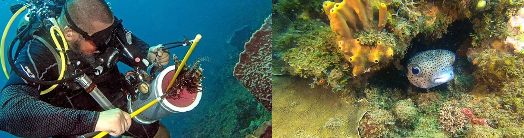 Golden Frog Scuba