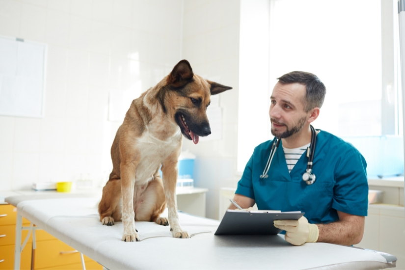 como-hacer-un-seguimiento-de-la-salud-de-tu-mascota-con-tecnologia