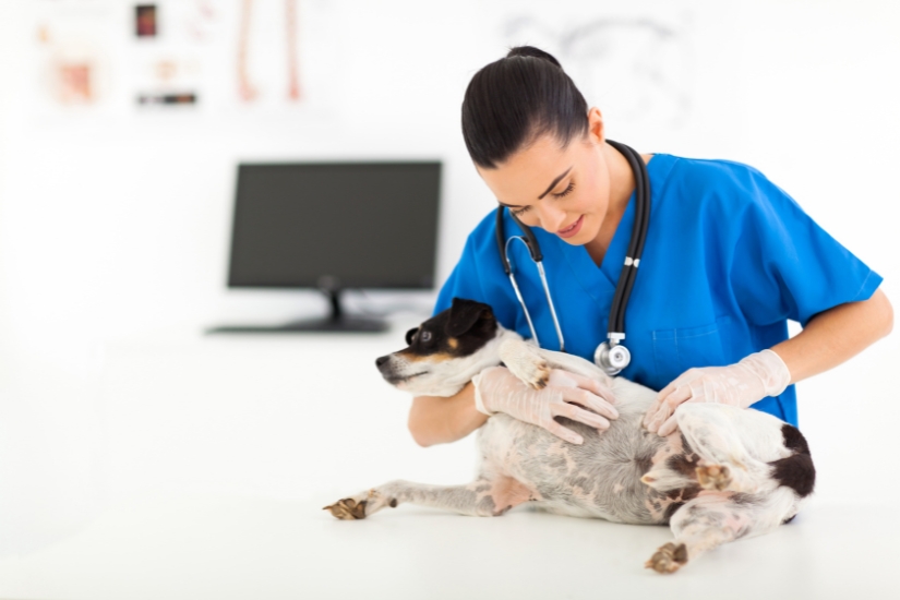 como-prevenir-y-tratar-las-enfermedades-de-piel-en-mascotas